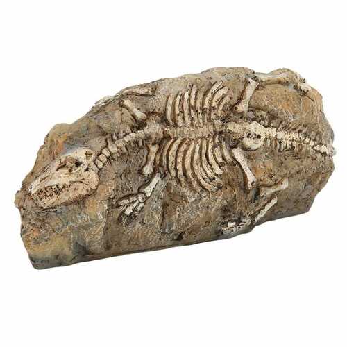 공룡화석 장식