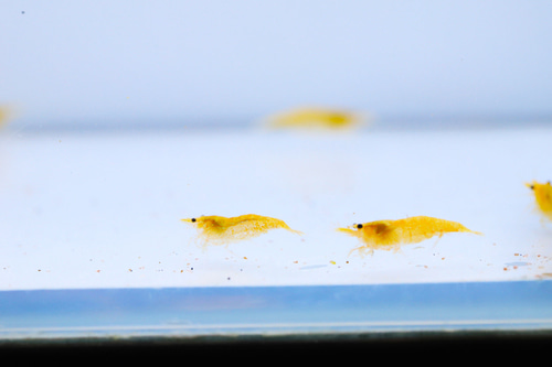 골든백새우 10마리 세트 (Neocaridina denticulata &#039;Yellow&#039;)