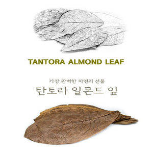 탄토라 알몬드 잎