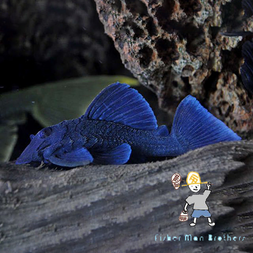 야생 블루 핀 파나크 L239 BLUE PANAQUE