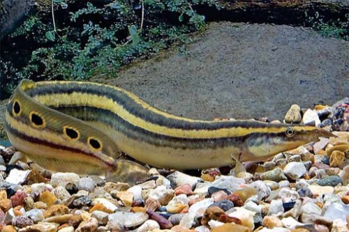 줄무늬 피콕일(eel) 20cm 전후