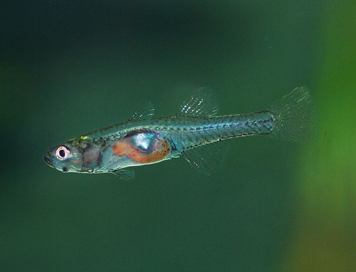 글라스 고비(gobiopterus chuno)