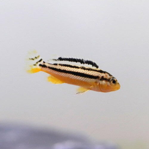 다람쥐시클리드 (Melanochromis auratus)