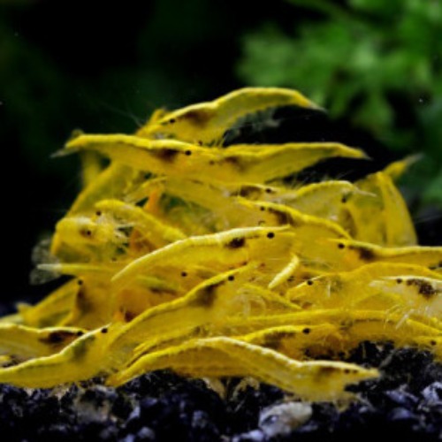 골든백새우 50마리 초특가 세트 (Neocaridina denticulata &#039;Yellow&#039;)